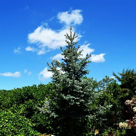 Apartment L'agrifoglio Montefalcione